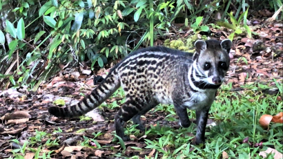 This little Civet kept us company at Nepenthes Camp