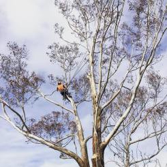 Inlet Tree Services in Action